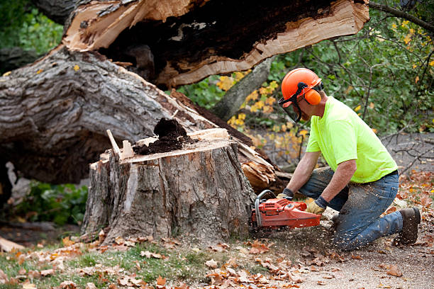 The Steps Involved in Our Tree Care Process in Kamas, UT